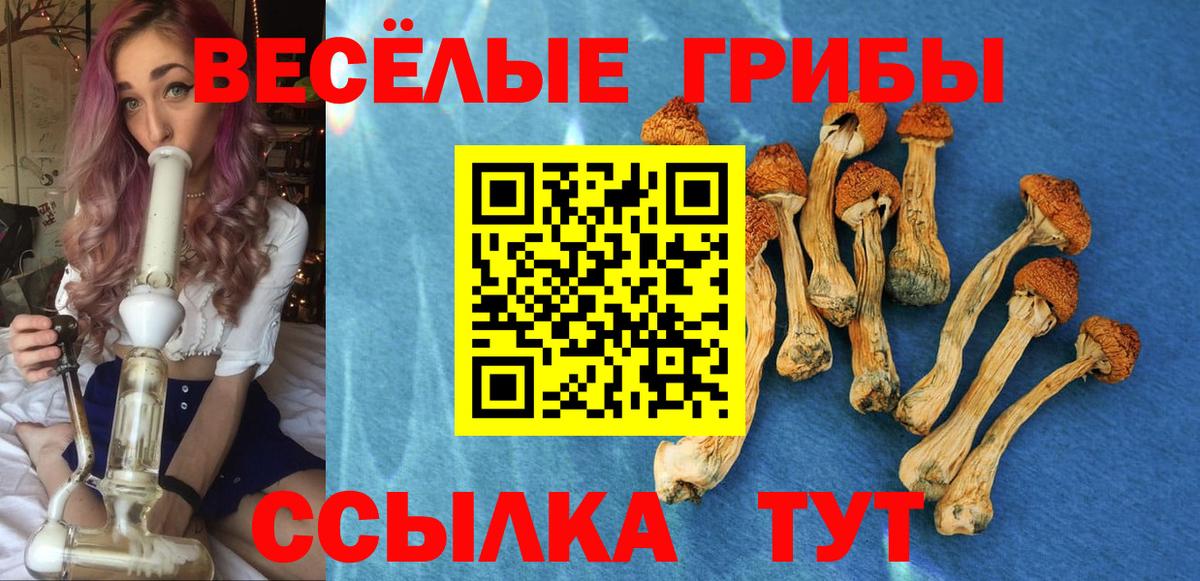 Псилоцибиновые грибы Psilocybe  Вход с VPN  Сафоново 